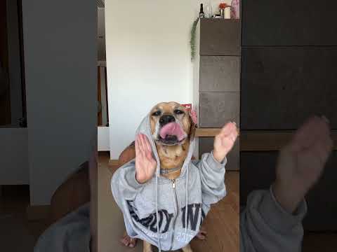 🦮🐾