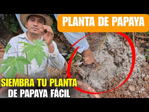 SIEMBRA DE PAPAYA CORRECTAMENTE: método fácil y rápido para principiantes