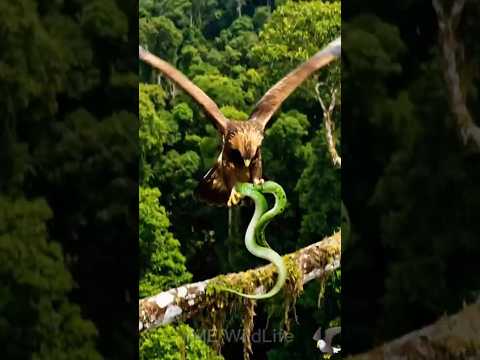 Eagle Hunts A Snake | Predator Instinct