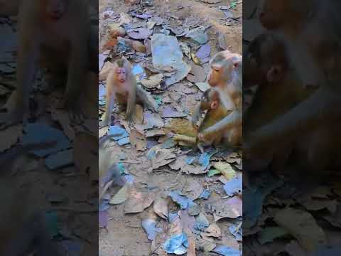 Monkey
