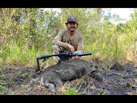 Caza Y Cocina De Puerco Con Rifle De Flecha