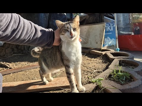 It's hard not to admire the Cuteness of Street Cats.