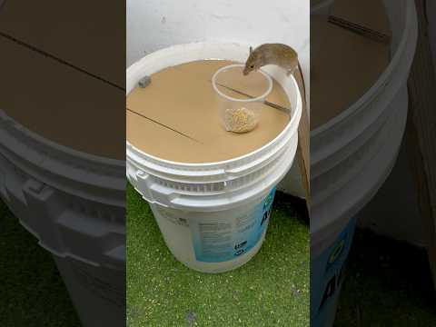 自制捕鼠器/倾倒捕鼠器的最佳创意，抓起来锁在垃圾桶里 #mousetrap #rat