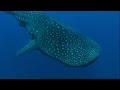 Whale Shark and Its Feeding Habits