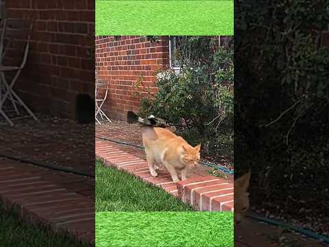 猫🐈vs鳥🐦‍⬛