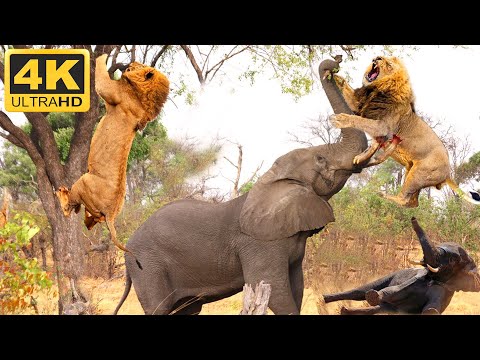 Terrifying: Lions Surround Baby Elephant, A Painful End When Mother Elephant Returns