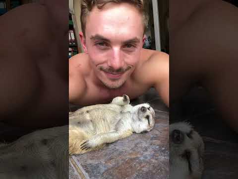 Chubby Meerkat Belly Kisses ๐ฅฐ