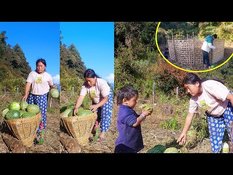 Jina Jonson picking Ash gourd II Sanjip making habitant for sheep@Manjitamrnati