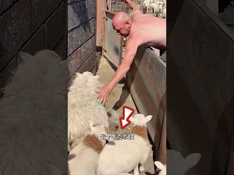 子ヤギと母ヤギの分け方