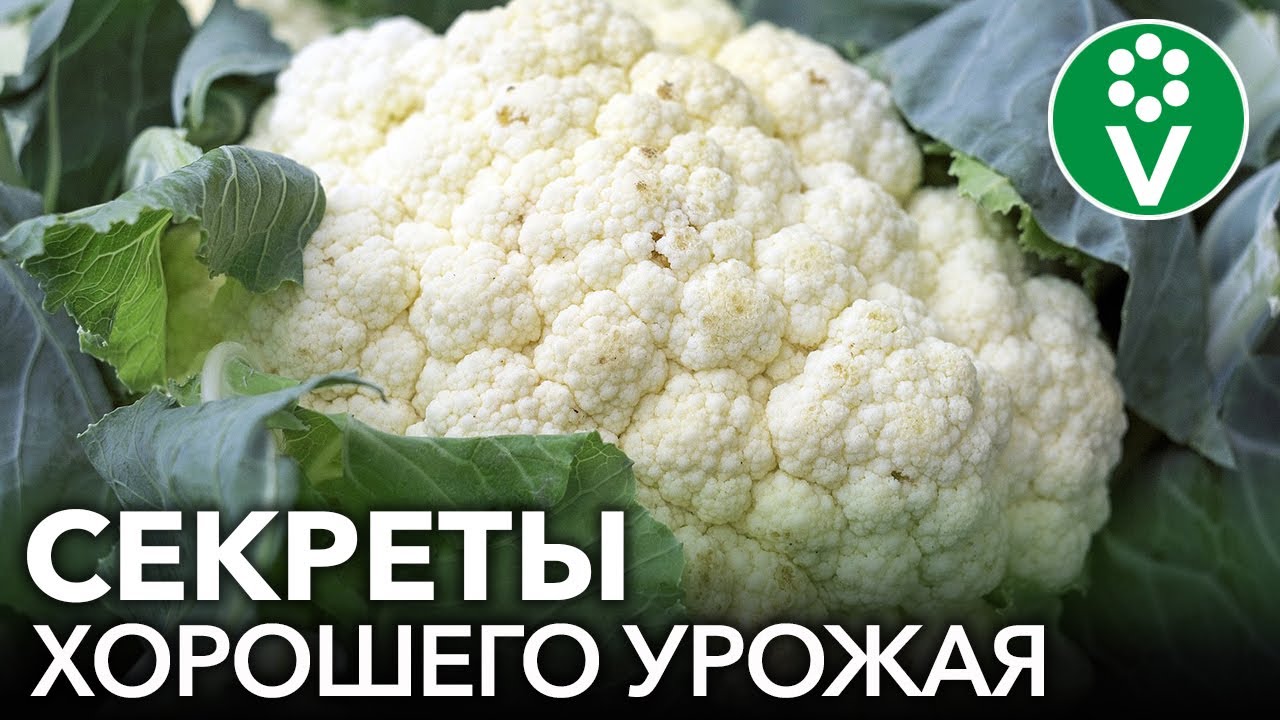 Урожай цветной капусты круглый год! Простые правила посева и выращивания без пикировки