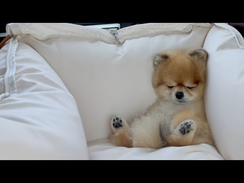 인형인줄 알았습니다 ㄷㄷ...얘가 엄마였다네요....알고보니 너무슬픈 이야기였습니다.