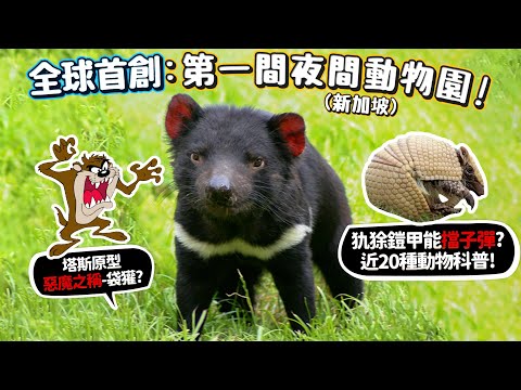 【世界動物園開箱】世界第一間夜間動物園!新加坡夜間動物園!近20動物科普!犰狳，鎧甲能擋子彈?袋獾惡魔叫聲?西倉鴞哈利波特寄信貓頭鷹?導覽員帶客人看秘境?【許伯簡芝】