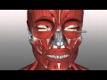 Cranial Nerves and Facial Muscles
