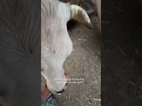 #rec #automobile #cow #dance #funny #rek #humor #onam #animals #duet