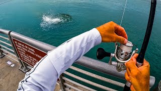 Florida Jetty Fishing Battle and Tips | Can't Win them All