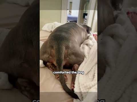 I love this story #shortvideo #animals #pets #shorts #healing