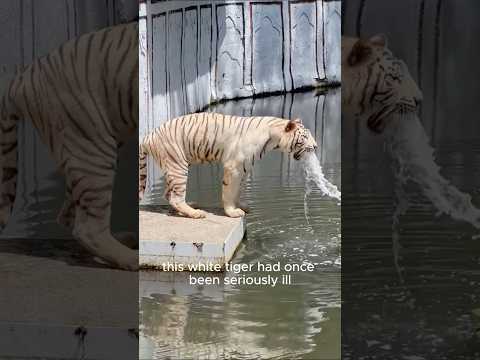 The abandoned little tiger found its rightful home #shorts #animals #tiger #cute #friendship