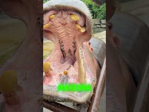 La divertida aventura del almuerzo del hipopótamo en el zoológico