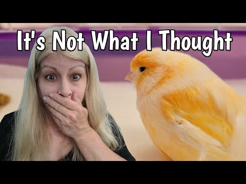 Understanding Respiratory Issues: My Canary’s Case