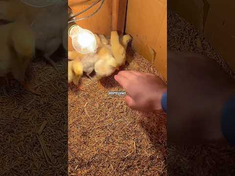 #viral #hopeland #trending #youtubeshorts #ohshamo #top #sound