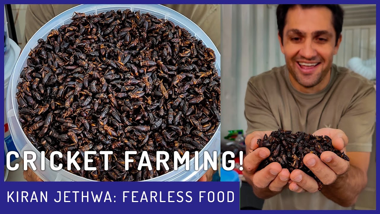 Are Crickets The Future of Food? | Fearless Food |