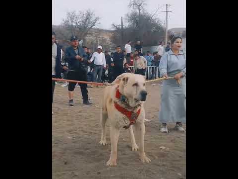 Dog danger Fight 😲🐕‍🦺 #dogfight #dangerdog