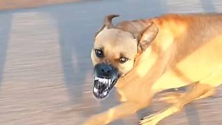 Damn Nature You Scary | WILD Animal Encounters