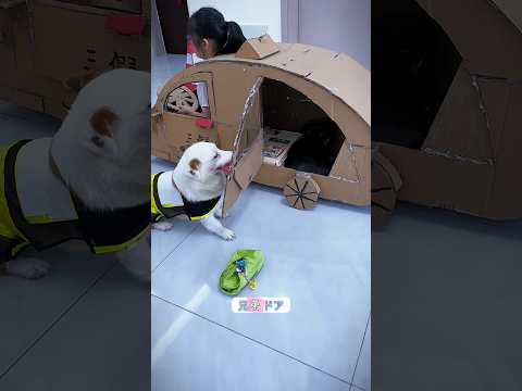 高級犬タクシー😱