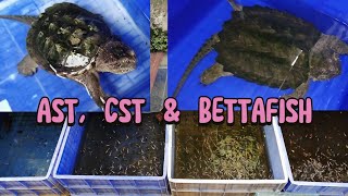 Aligatorsnappingturtle, Commonsnappingturtle And A Lot Of Bettafish