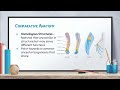 Evolutionary Biology Concepts Assessment