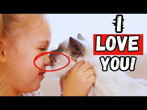 How to Make Your Cat Happy - Ultimate Guide to Feline Bonding & Trust!