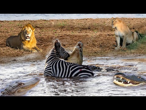 Unbelievable! Lucky To Escape From Lion, Zebra Unexpectedly Falls Into The 'Jaws Of Death'