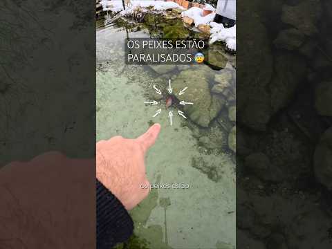 Voltei pra casa e encontrei os peixes paralisados no fundo do lago.