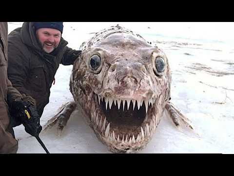 Prehistoric Creatures Scientists Found Frozen In Ice - Part 3