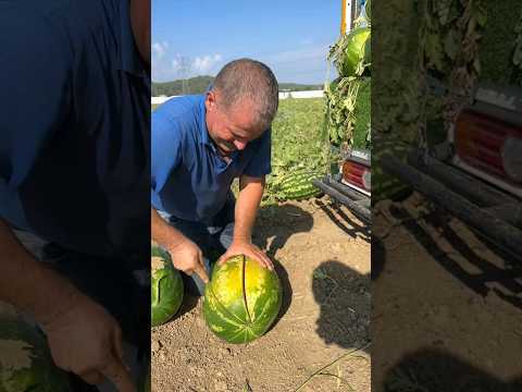 Проба арбуза 🍉
