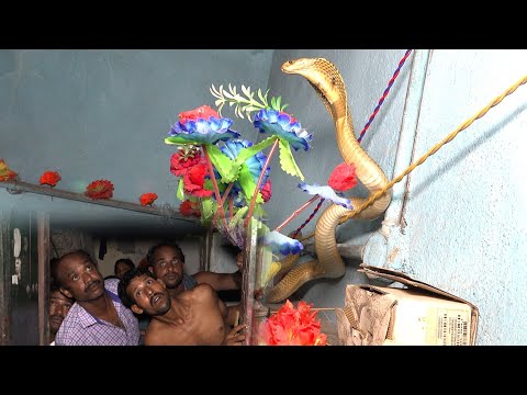 जहां परिवार के 3 लोग हमेशा सोते थे, वहीं ऊपर से आया खतरनाक कोबरा सांप – देखिए कैसे किया गया रेस्क्यू