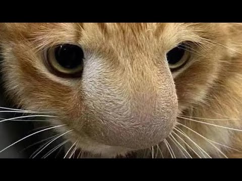 Removing A Botfly Maggot From Poor Cat's Nose (Part 40)