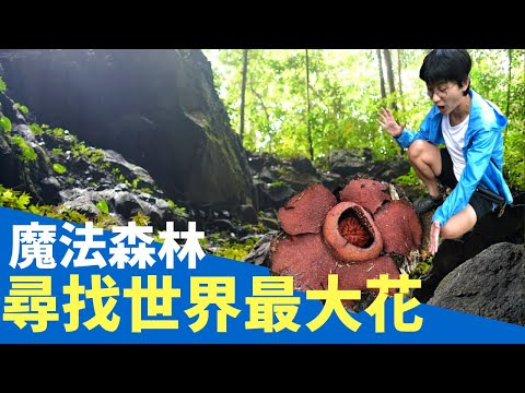 金馬倫尋找萊佛士花！住著精靈的神秘青苔森林Mossy Forest瀰漫仙氣 - YouTube