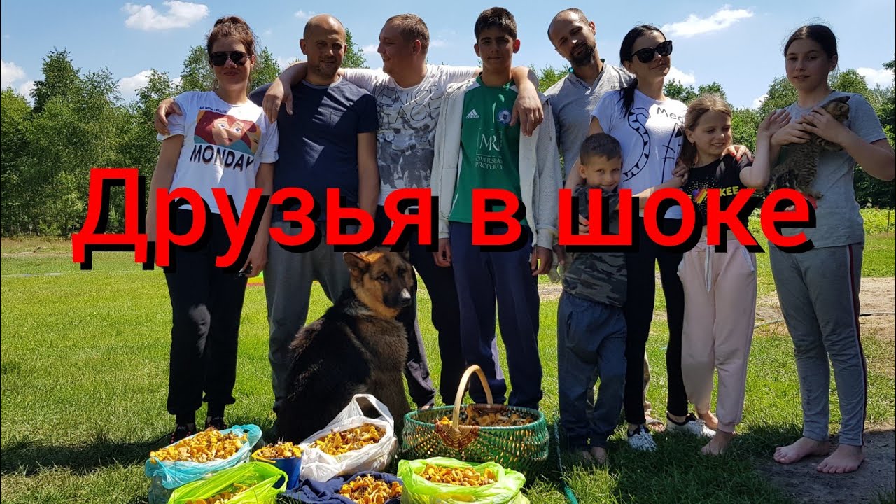 Повели гостей и животных по грибным местам. Вернулись с лисичками, но свинок потеряли в лесу.