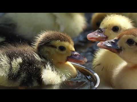 Suara Anak Bebek dan Anak Ayam