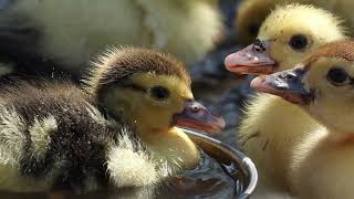 Suara Anak Bebek dan Anak Ayam