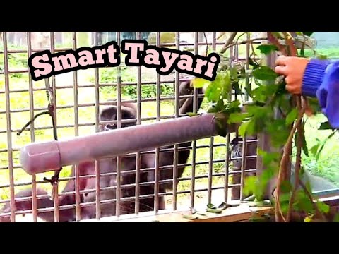 Tayari Is So Smart That the Care Center Gives Her Special Training!❤️塔莉非常聰明，所以保育園特別訓練她！