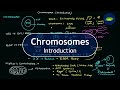 Mitochondria and Chromosome Basics