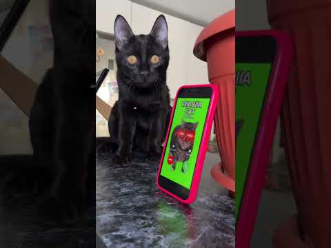 Oiiaoiia cat is calling me 🙀 #funny #cat #shorts #horror #oiiaoiia #oiiaoiiacat #memes