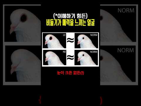 이해하기 힘든 비둘기가 매력을 느끼는 얼굴