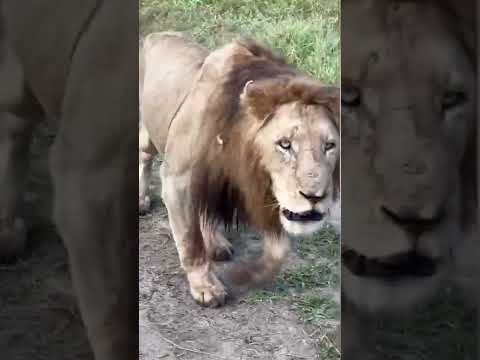 The Injured N’waswitshaka Male Lion Seen with his Brothers yesterday at Mala Mala Game Reserve