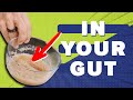 Gut Health and Dietary Fiber Concepts