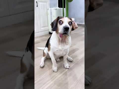 Hilarious Dog Moments You’ll Love 🐕❤️ #entertaininganimals#funnydogs