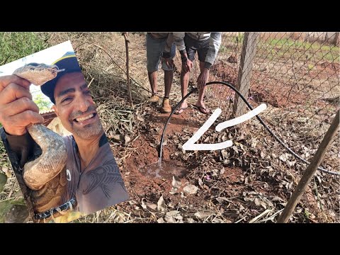 Cascavel no buraco da jibóia