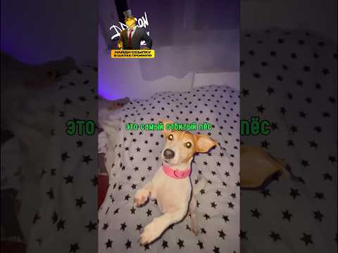Самый Отбитый Пес на Планете!😊